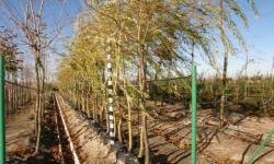 ŁAPIŃSKI NURSERY vivaio di piante alberi arbusti perenni Polonia 09